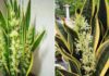 5 Tips to Make Your Snake Plant Thrive and Bloom