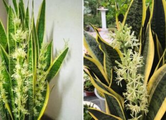 5 Tips to Make Your Snake Plant Thrive and Bloom