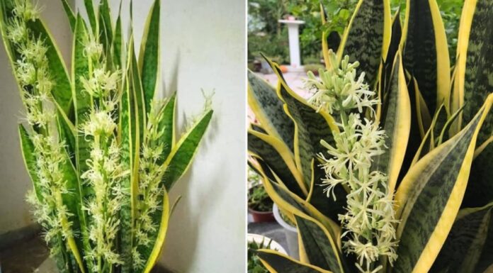 5 Tips to Make Your Snake Plant Thrive and Bloom