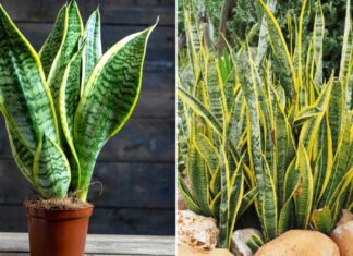 The Green Thumb’s Guide: Unlocking the Secrets to a Thriving Snake Plant