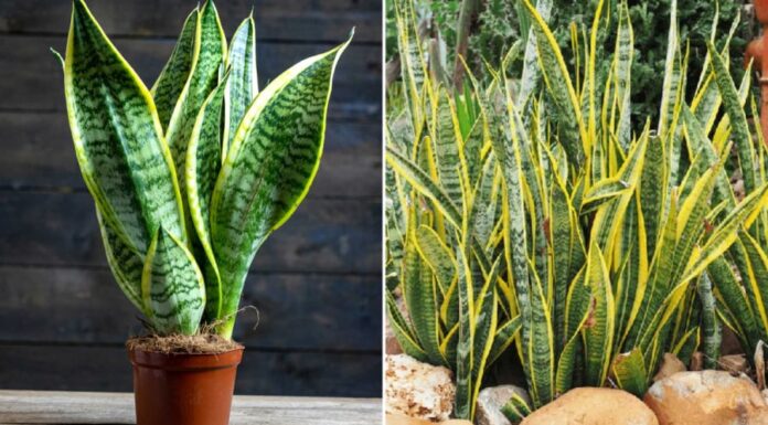 The Green Thumb’s Guide: Unlocking the Secrets to a Thriving Snake Plant