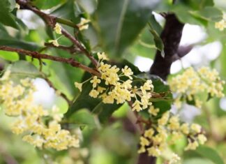 “The Power of the Agarwood Tree: Unlocking the Ancient Secrets of Nature’s Most Mystical Plant”