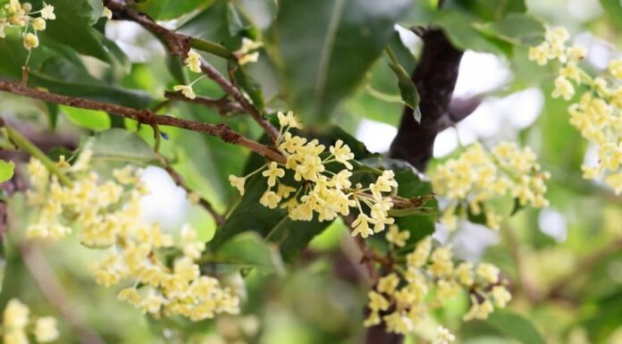 “The Power of the Agarwood Tree: Unlocking the Ancient Secrets of Nature’s Most Mystical Plant”