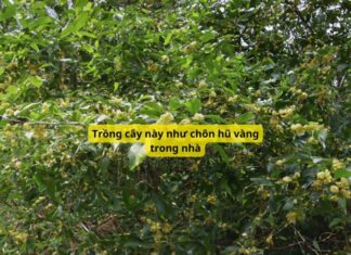 The Money Tree: Plant This to Attract Wealth and Fortune, Suited to All Five Elements