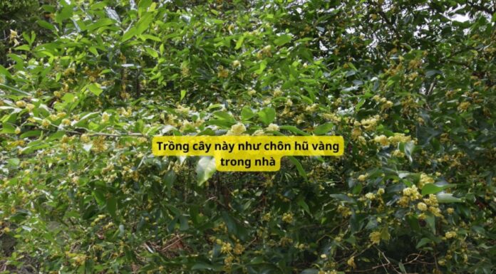 The Money Tree: Plant This to Attract Wealth and Fortune, Suited to All Five Elements