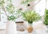 3 Houseplants That Suit All 5 Elements and Are Easy to Grow, Regardless of Space or Wealth Constraints.