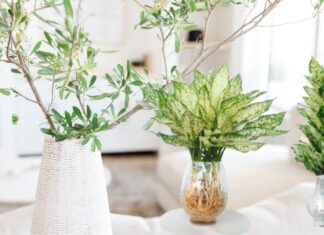 3 Houseplants That Suit All 5 Elements and Are Easy to Grow, Regardless of Space or Wealth Constraints.