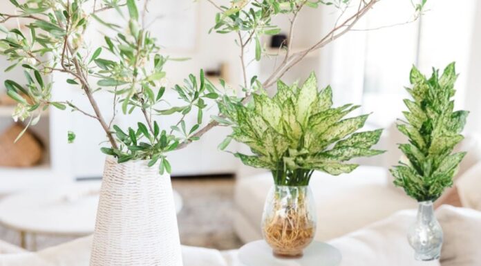 3 Houseplants That Suit All 5 Elements and Are Easy to Grow, Regardless of Space or Wealth Constraints.