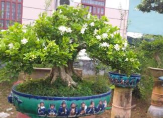 The Fragrant Four: Scented Houseplants to Infuse Your Home with Aromatic Bliss and Attract Abundance.