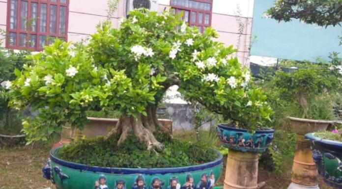 The Fragrant Four: Scented Houseplants to Infuse Your Home with Aromatic Bliss and Attract Abundance.