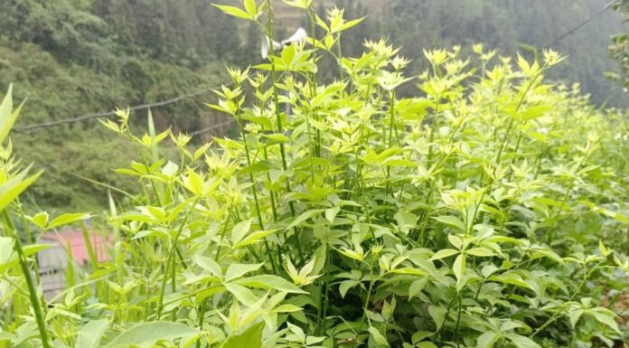 The Ultimate Guide to Mountain Vegetables: From Wild to Wonderful