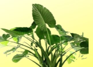 The Money Trees: Unveiling the Fortune-bringing Power of Three Majestic Plants