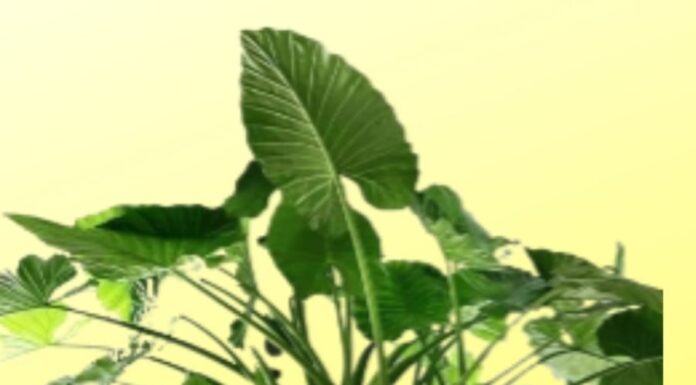 The Money Trees: Unlocking Prosperity with Nature’s Golden Trio