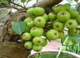 What is the Feng Shui Significance of the Mulberry Tree? Unraveling the Ancient Wisdom Behind Planting Mulberry Trees Alongside Cycas and Money Plants.
