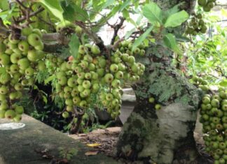 The Money Tree: Plant Your Way to Prosperity and Fortune