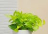 Should You Grow Betel Leaf Plants Indoors?