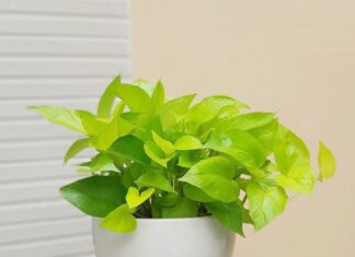 Should You Grow Betel Leaf Plants Indoors?
