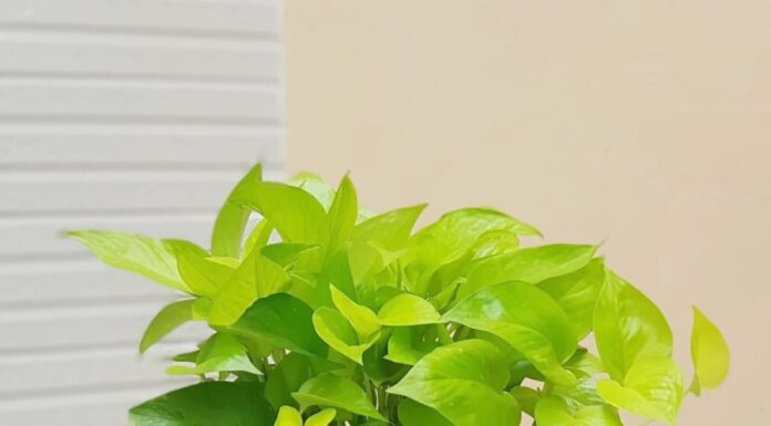 Should You Grow Betel Leaf Plants Indoors?