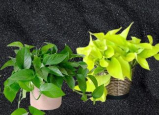 The Secret to a Naturally Fresh-Smelling Bathroom: A Simple and Effective Guide