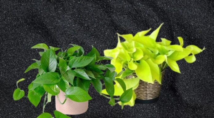 7 Easy Tips to Eliminate Bathroom Odor Without the Fuss