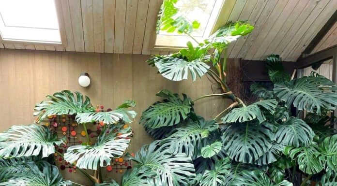 The Monstera Deliciosa: A Tropical Paradise in Your Home