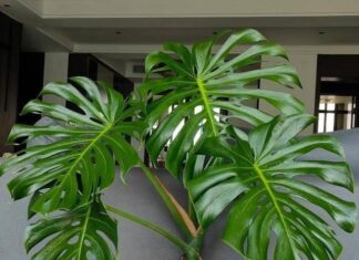 3 Types of Plants to Bring Good Fortune and Peace to Your Home