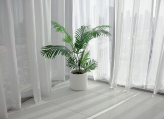 The Magic of Greenery: Inviting Abundance and Prosperity with Strategic Indoor Plant Placement