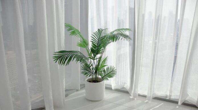 The Magic of Greenery: Inviting Abundance and Prosperity with Strategic Indoor Plant Placement