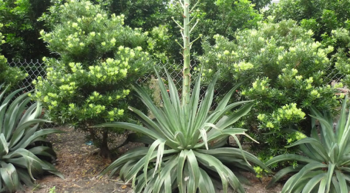 The Green Thumb’s Guide: 6 Lucky Houseplants to Activate Wealth and Prosperity