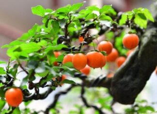 The Green Gold: Why the Wealthy Covet These Four Precious Plants