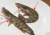 Buying Shrimp with Curved and Straight Young: Tips to Choose the Freshest Catch
