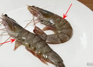 Buying Shrimp with Curved and Straight Young: Tips to Choose the Freshest Catch
