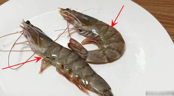 Buying Shrimp with Curved and Straight Young: Tips to Choose the Freshest Catch