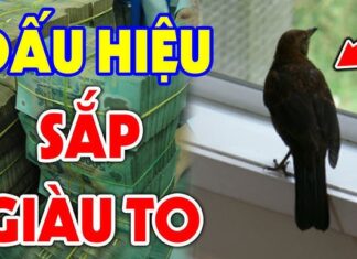 5 Lucky Animals That Bring Wealth and Prosperity Into Your Home