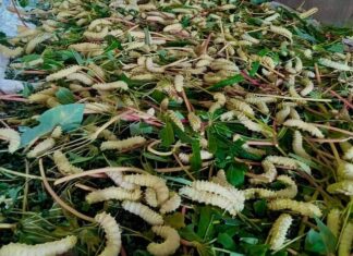 The Ultimate Delicacy from Phu Tho: A Tasty Treat with a Surprising Twist