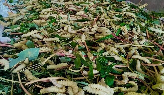 The Ultimate Delicacy from Phu Tho: A Tasty Treat with a Surprising Twist