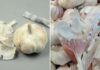 The Surprising Power of Garlic Peels: 4 Benefits for Men and Women Alike