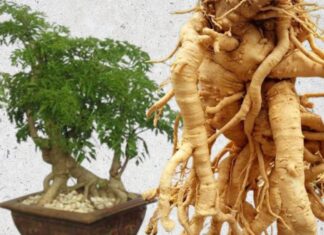 “The Great Ginger Mystery: Unraveling the Secrets of Age-Old Roots”