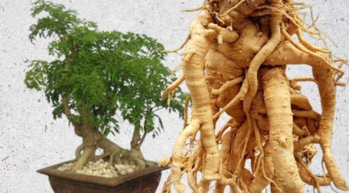 “The Great Ginger Mystery: Unraveling the Secrets of Age-Old Roots”
