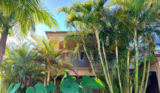 The Green Thumb’s Delight: How Đàm Vĩnh Hưng and Vân Trang Embrace Opulence and Fortune with Their Love for Trees