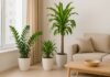The Four Lucky Plants to Place in Your Living Room for Instant Wealth