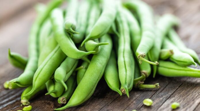 “The Unassuming Calcium-Rich Veggie: Packing a Punch with Twice the Calcium of Soy and Seven Times that of Chicken”