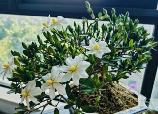 The King of Potted Plants: This Ever-Blooming Beauty Smells as Sweet as Perfume and Brings Good Fortune to Your Home