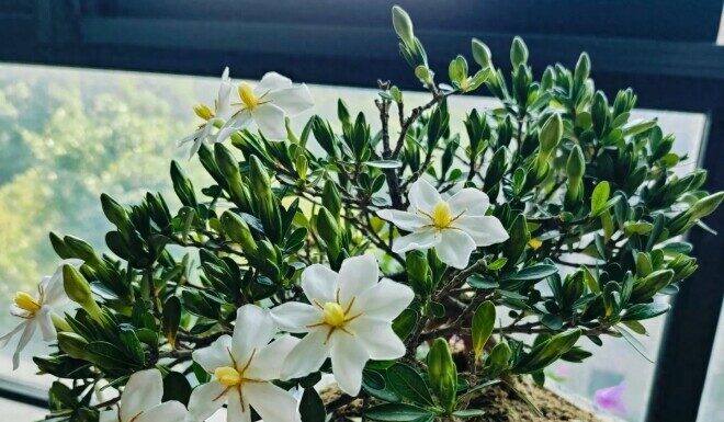 The King of Potted Plants: This Ever-Blooming Beauty Smells as Sweet as Perfume and Brings Good Fortune to Your Home