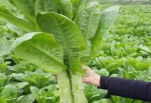 The Ultimate Bone Broth: A Fragrant and Nutritious Delight