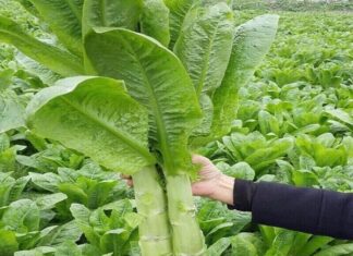 The Ultimate Bone Broth: A Fragrant and Nutritious Delight