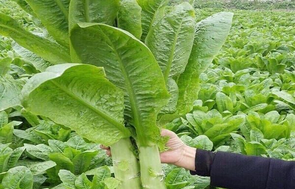 The Ultimate Bone Broth: A Fragrant and Nutritious Delight