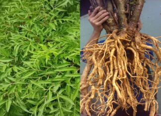 The Ultimate Guide to Growing a Money Tree: Invite Prosperity and Ward Off Evil