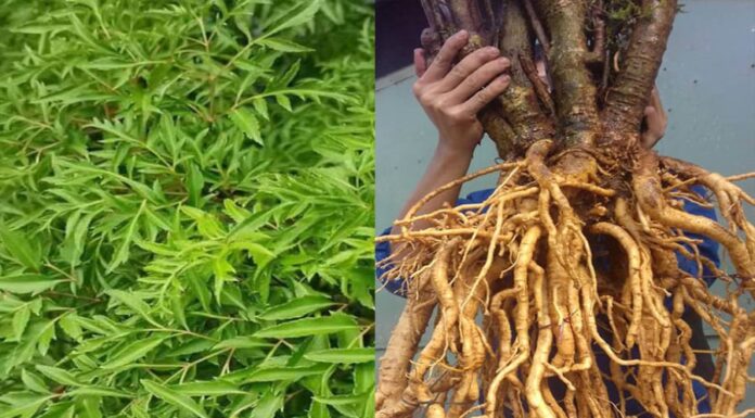 The Ultimate Guide to Growing a Money Tree: Invite Prosperity and Ward Off Evil