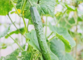 Why Do Cucumbers Turn Bitter? Are They Poisonous and How Can You Fix This?